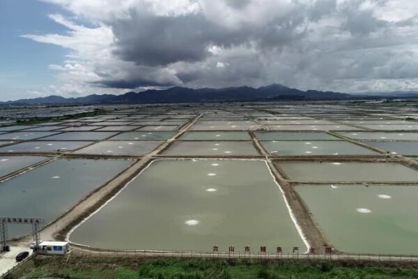 中国最大のウナギ養殖・輸出拠点を訪ねて　広東省台山市