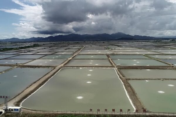 中国最大のウナギ養殖・輸出拠点を訪ねて　広東省台山市