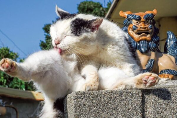 写真展「ご当地ねこ」岩合光昭がとらえた日本全国の“ネコ写真”約140点、大阪・大丸ミュージアムで