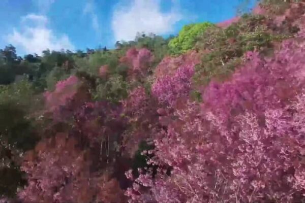 樹齢100年の桜が満開　中国雲南省