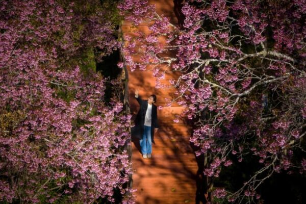 樹齢100年の桜が満開　中国雲南省