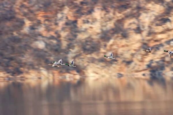 一列に並んで飛び去るマガモ　北京市